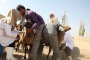 دامپزشکی خراسان جنوبی در مبارزه با انگل‌ها عملکرد خوبی دارد 
