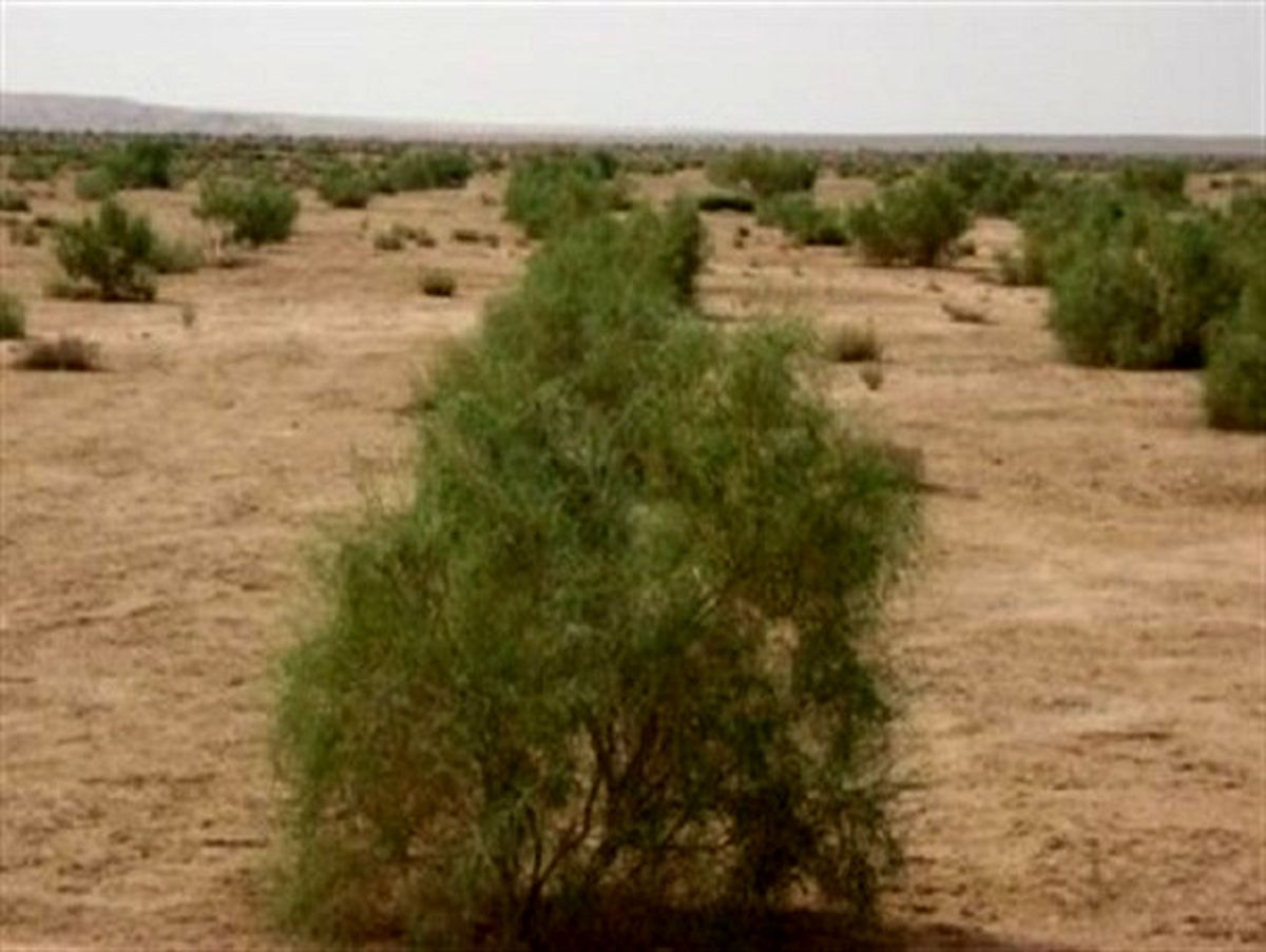 نهال کاری ۳۶۰ هکتاری بیابان های استان با مشارکت مردم