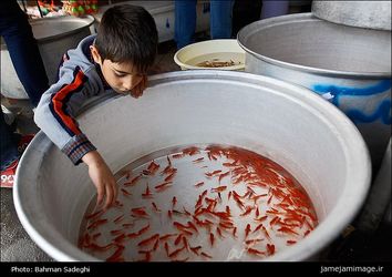 ماهی