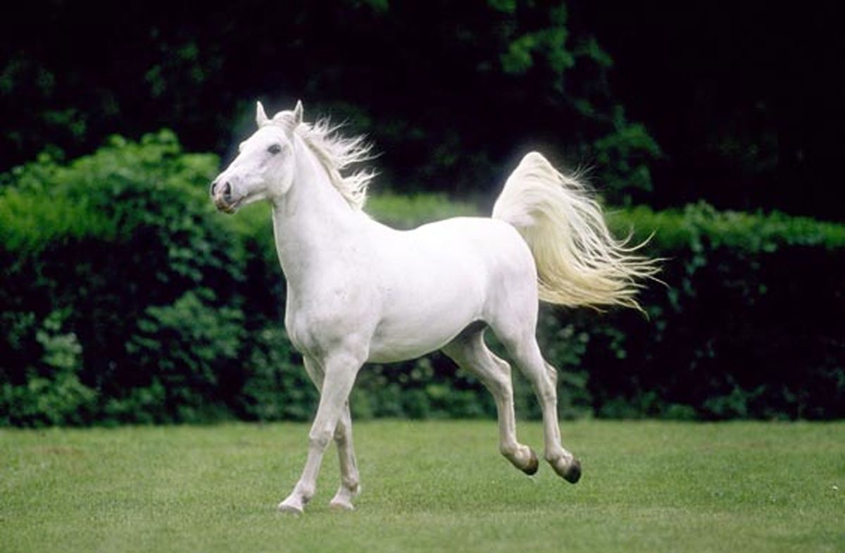 عاشقانه‌های ۲ اسب / عکس