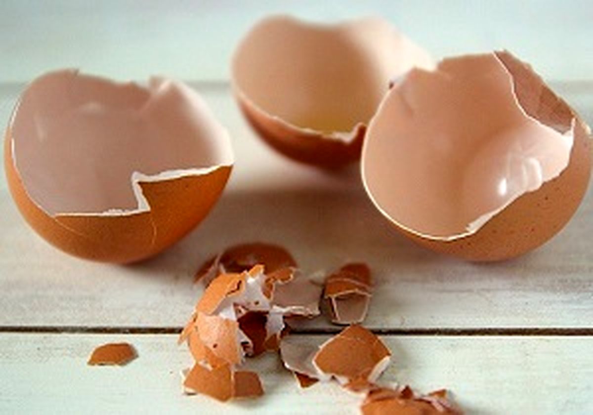 مزایای پوست تخم مرغ چیست؟