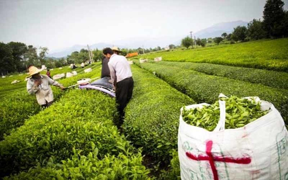 قیمت جدید چای در بازار