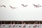 آغاز فصل مهاجرت پرندگان از شمال ایران به سیبری/ گزارش تصویری