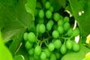 خواص کم نظیر غوره را بشناسید